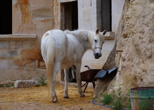 White Horse, Cave Hotel, Cappadocia, Turkey