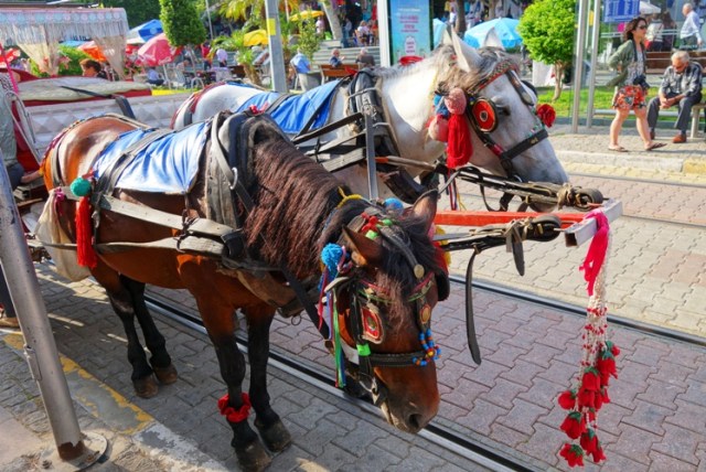 Carriage Horses, Antalya Turkey, Horse and Carriage, Carriage Ride