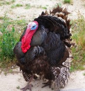 Male Turkey, Gobbler, Turkish Turkey, Thanksgiving, Native American Bird