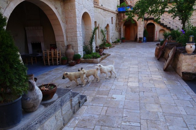 Cave Hotel - Cappadocia - Sheep Dogs - Puppies