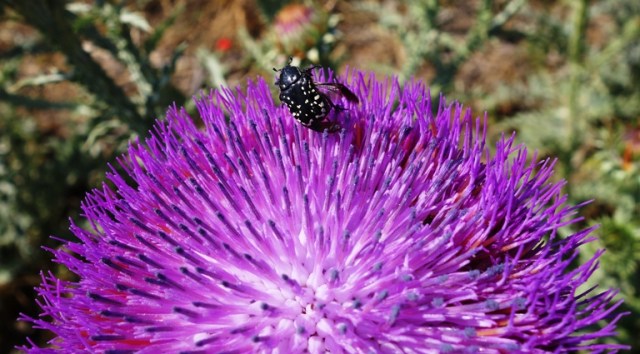 Black Bug on Thistle, Tel Ta’yinat, flora and fauna, Bug on Bud