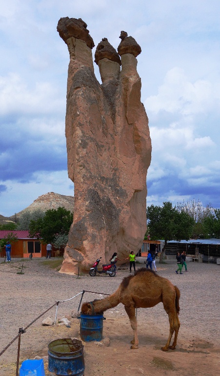 Juvenile camel - cappadocia - Fairy chimney
