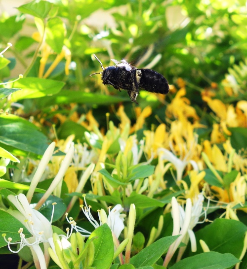 Flying Bee, Karaman Museum, Karaman Turkey, Flora and Fauna