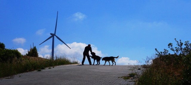 Guard and Dogs - Simon the Stylites the younger - Monastery - Closed Archaeology site - Turkey