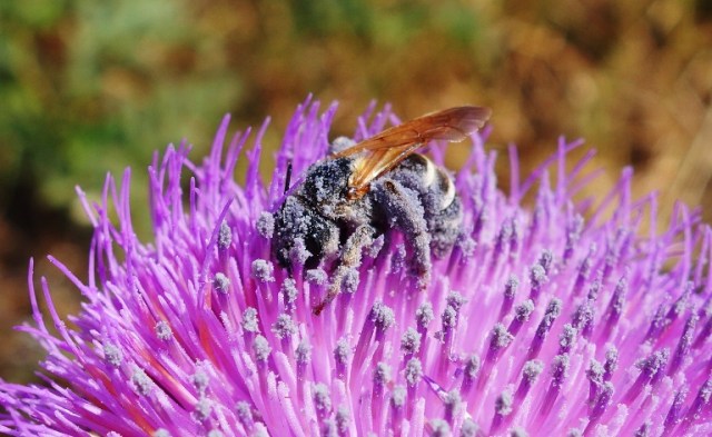 Bee on Thistle - Pollen covered bee - thistle - bee