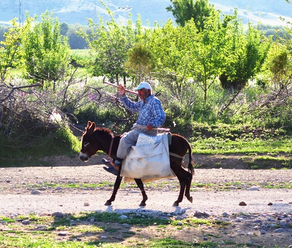 Turkish Man on Donkey - Cattle Herder - Lystra 