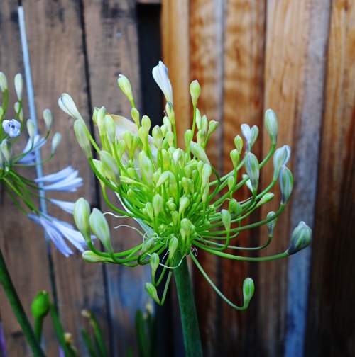 Agapanthus, African Lily, Lily of the Nile