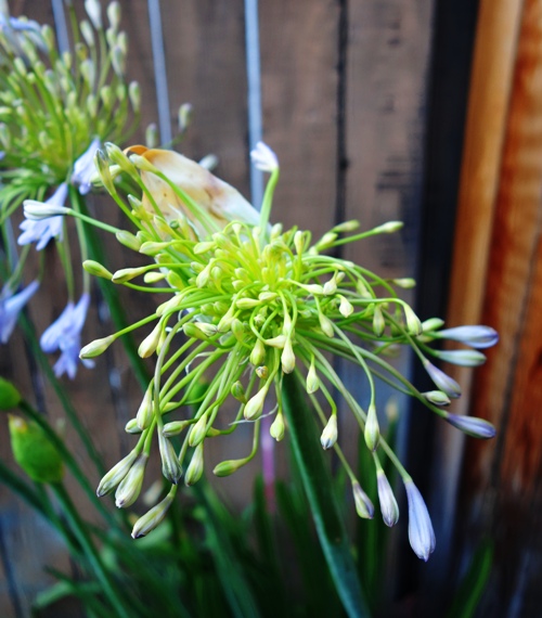 Agapanthus, African Lily, Lily of the Nile