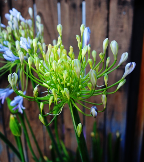 Rehydrated Flower, Agapanthus, African Lily, Lily of the Nile
