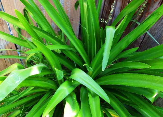Agapanthus plant, Common Agapanthus, Lily of the Nile, African Lily