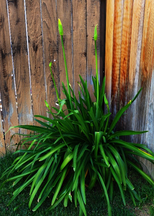 Agapanthus plant, Common Agapanthus, Lily of the Nile, African Lily