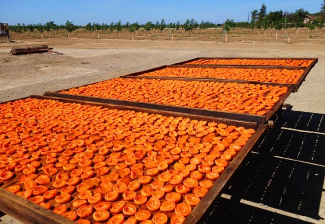 Drying Apricots, Apricot Trays, Air Dried Apricots, Apricot Halves