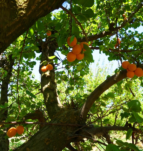 Apricot Orchard, Dried Apricots, California, Orchard, Patterson