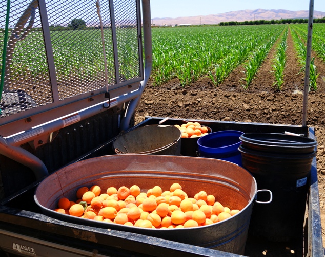 Apricot Harvest, Apricot Picking, Bucket of Apricots