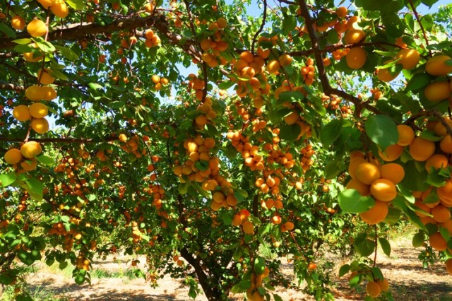 Apricot Orchard, Apricot Trees, Apricots ready for harvest, Patterson, California