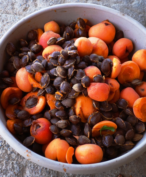 Apricot kernels, Refuse Bucket, Apricot Drying, Apricots