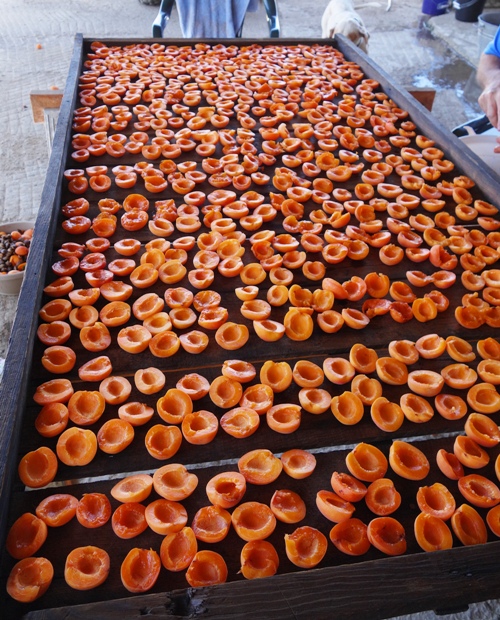 Apricot Drying, Drying Tray, Apricot halves, Fruit processing