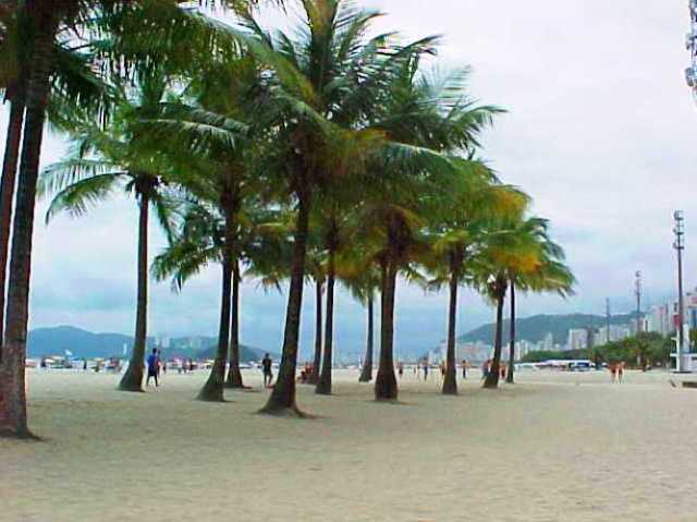 Santos Brazil, Beach in Brazil, Palm Trees, World Cup, Soccer