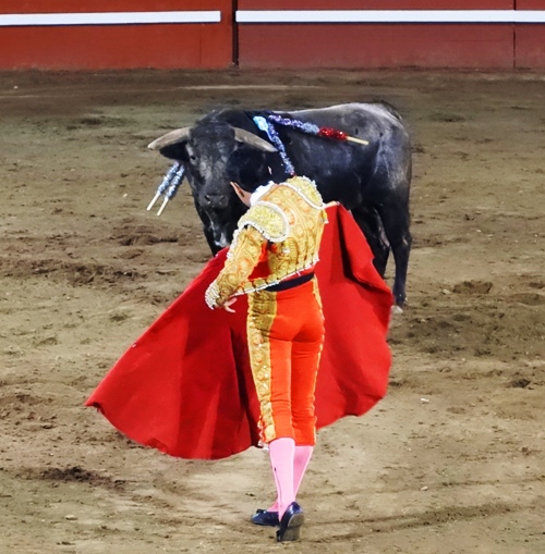Matador, Bullfight, Portuguese bullfight, bloodless bullfight, cape, bull