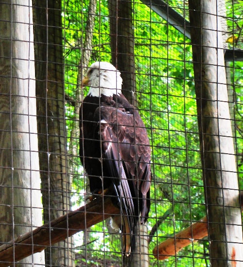 Bald Eagle, Toronto Zoo, Captive Eagle, National Bird, Protected Species