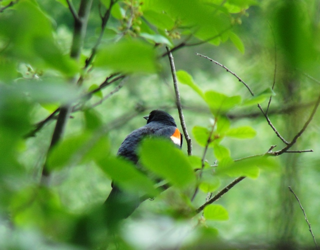 Red-winged Blackbird, Agelaius phoeniceus, Toronto Zoo, Canadian Domain, Passerine