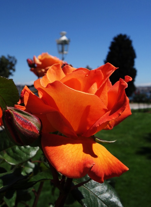 Orange Rose, Istanbul, Turkey, Dolmabahce Palace