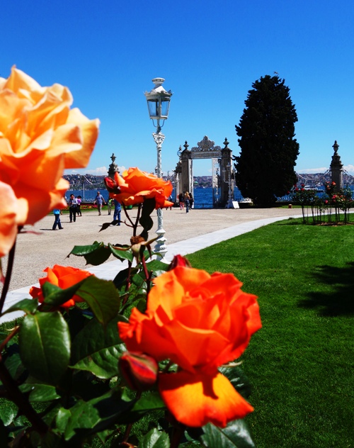 Orange roses, Istanbul, Turkey, Dolmabahce Palace, Bosphorus