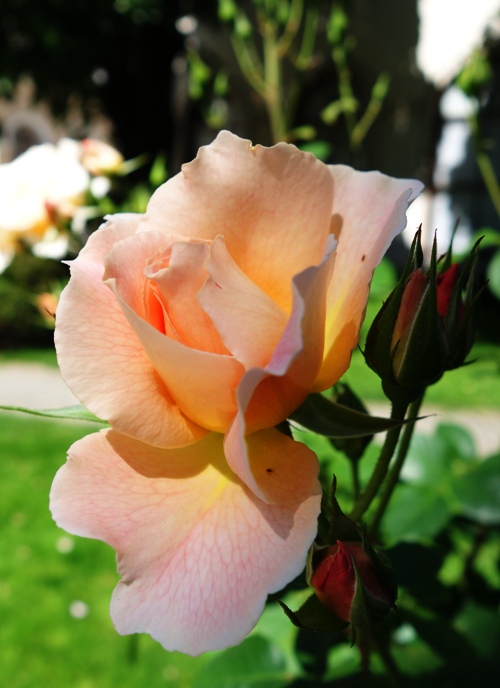 Dolmabahce Palace, Peach Rose Bush, Beautiful roses, Turkey, Istanbul