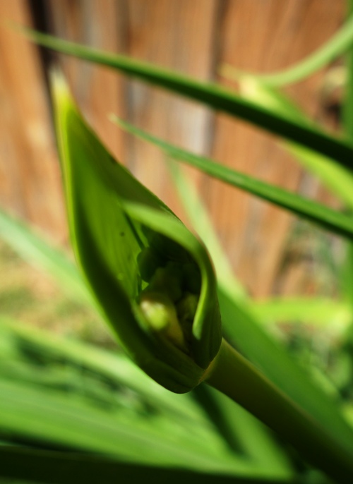 Agapanthus, bract, agapanthus antomy, floral anatomy, bract opening