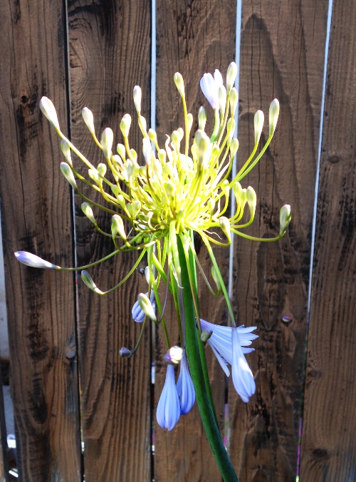 Agapanthus bloom, agapanthus opening, bracts, scape, umbel, Agapanthus africanus