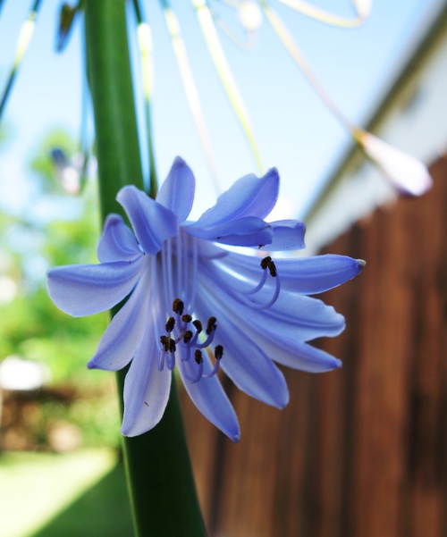 Agapanthus bloom, agapanthus opening, bracts, scape, umbel, Agapanthus africanus, Agapanthus Flower Opening