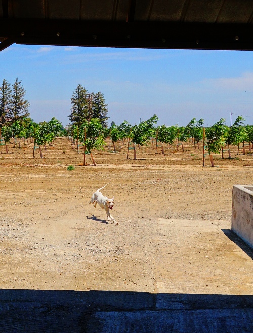 Barn Yard Dog, Excited dog, farm dog, white dog
