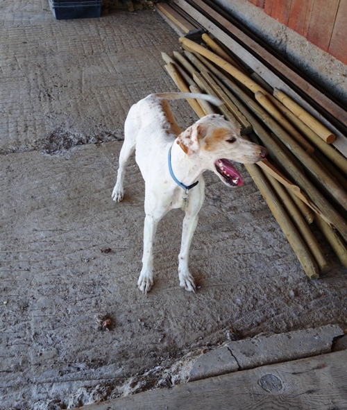 Panting Dog, Hot Day, Barnyard Dog, Orchard Dog, 100 degree day