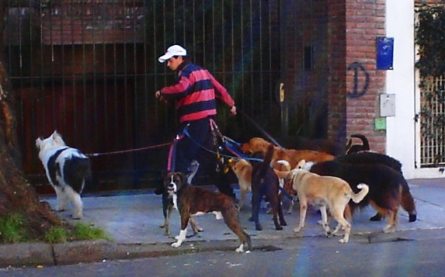 Dog Walker in Argentina, Buenos Aires, Dogs, Dog Walker