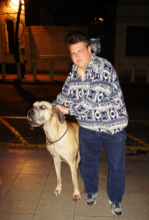Great Dane, Large Dog, Buenos Aires, Argentina