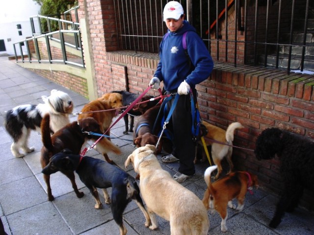 Walking Dogs, Dog Walker, Argentina, Buenos Aires, Walking a dozen dogs