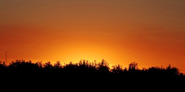Orange sunset, Trees, Silhouettes, California Sunset