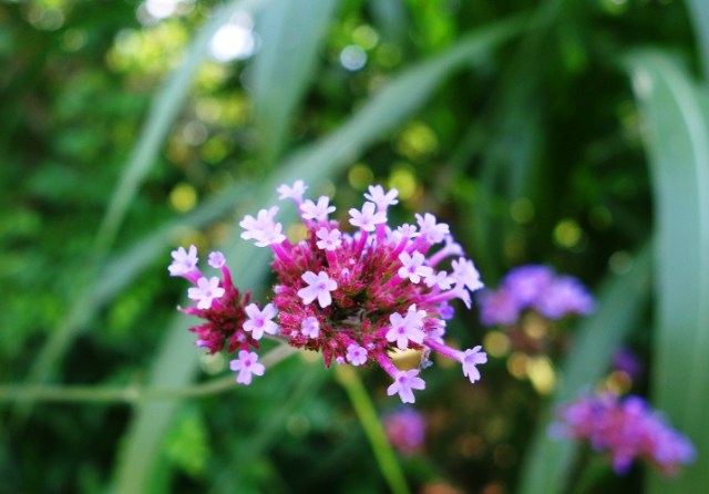 Purple flowers, tiny flowers, Flowers at the zoo, Toronto Zoo