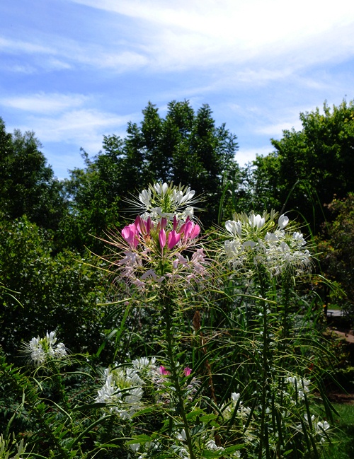 Landscaping at the Zoo, Flowers at the Zoo, Pink and White Flowers, Toronto Zoo