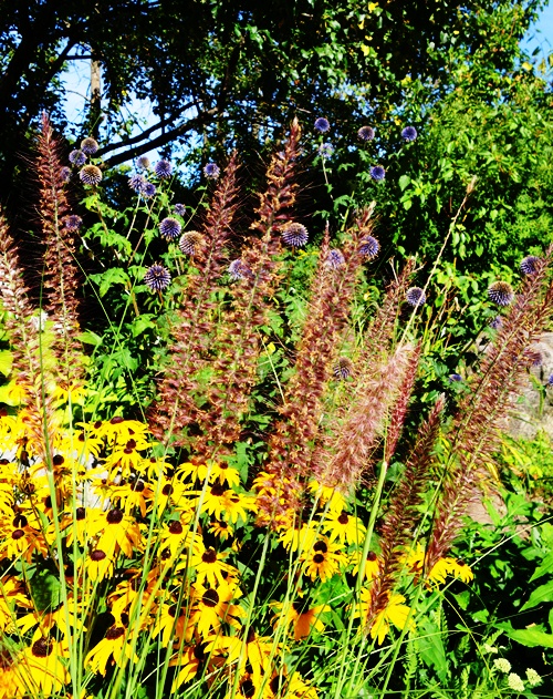 Flower Grouping, Flowers at the zoo, Yellow flowers, Different colored flowers, Toronto Zoo