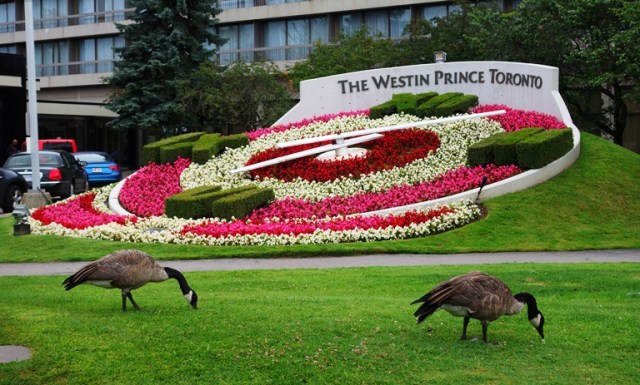 Canada Goose, Canada Geese, Westin Prince Toronto, Westin Hotel, Flower Clock