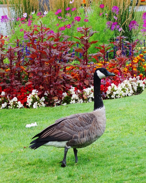 Canada Goose, flowers, Nature, Branta canadensis 