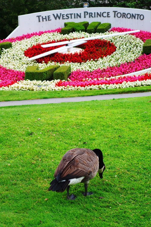 Canada Goose, Branta canadensis, Westin Flower clock, Toronto, Canada, waterfowl