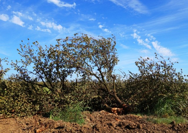 Orchard Clearing, Knocked Down Orchard, Dead Trees, Apricot Orchard
