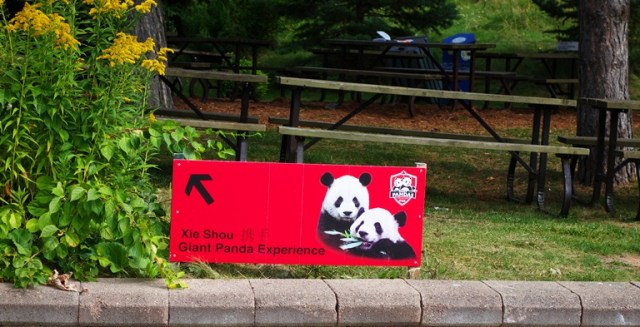 Toronto Zoo, Giant Panda, Giant Pandas, Toronto