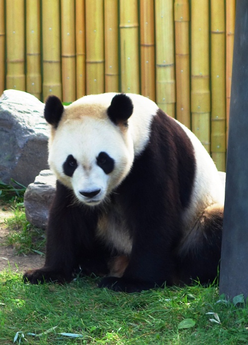 Giant Panda, Toronto Zoo, Er Shun