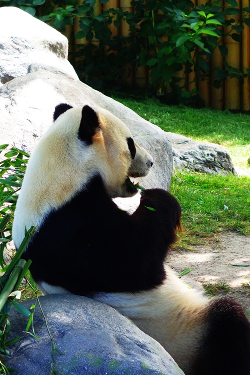 Giant Panda, Bamboo, Er Shun, Toronto Zoo