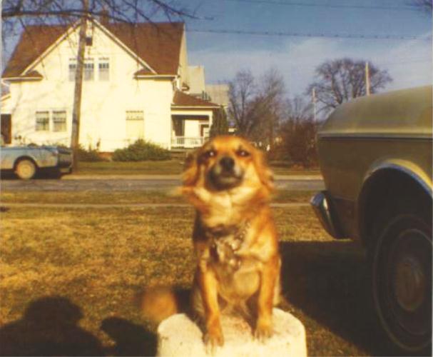 Pat, Long Hair Chihuahua, Family Dog, National Dog Day