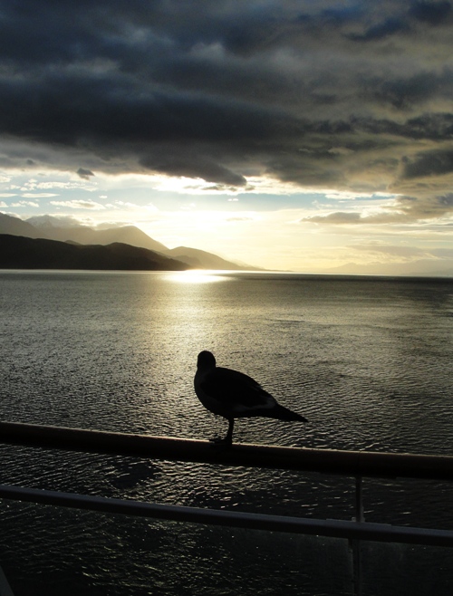 Beagle Channel, Argentina, Sunrise, Seagul, Mountains