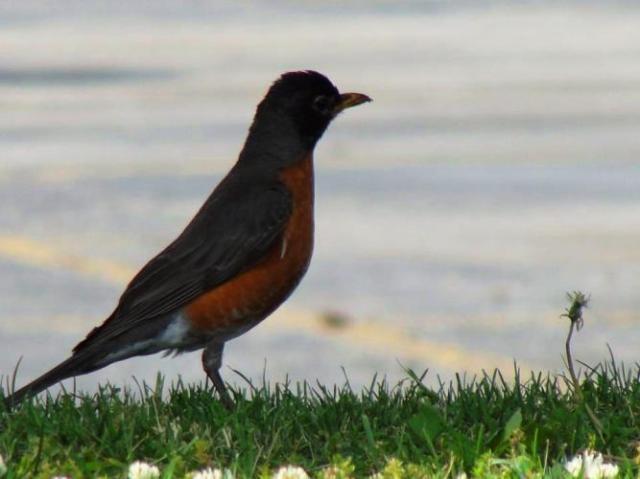 Robin, Westin Prince, Toronto, Memories of Robin, Robin Williams